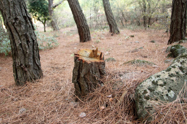 Best Emergency Tree Removal  in Vineyard Haven, MA